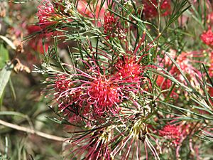 Grevillea 'Winpara Gem'