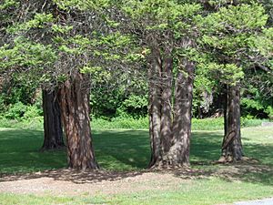 Grove of Sawara Cypress, Upton State Forest, MA