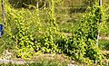 Hablitzia tamnoides plants in flower 01