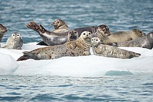 Harbor Seals (20064652358)