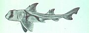 Heterodontus philippi
