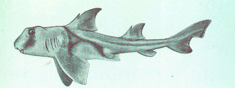 Heterodontus philippi