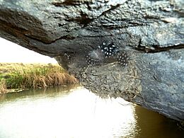 Hirundo albigularis, nes, Tweeling, a