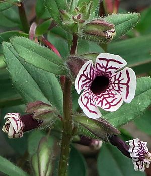 J20160513-0063—Mimulus pictus—RPBG (27080644345).jpg