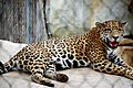 Jaguar - Cameron Park Zoo