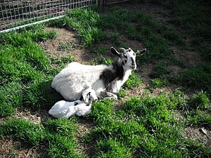 a black-and-white nanny and kid lying on the grass