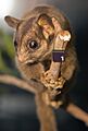 Leadbeater's Possum 02 Pengo