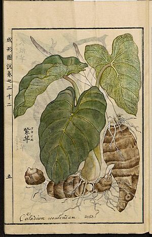 Leiden University Library - Seikei Zusetsu vol. 22, page 005 - 紫芋 - Colocasia esculenta (L.) Schott, 1804