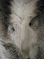 Lemur catta brachial glands