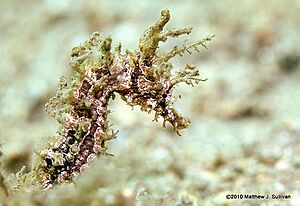 Linedseahorse