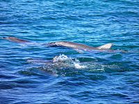 Lipson Cove Dolphins