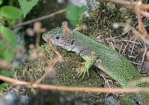 Maggia lacerta viridis viridis fg05.jpg