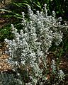 Maireana sedifolia 1