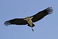Marabou stork (Leptoptilos crumenifer) in flight