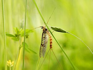 Mayfly Luc Viatour