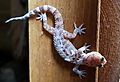 Mediterranean house gecko1