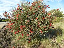 Melaleuca phoenicea (near Geraldton)