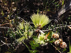 Melaleuca spectabilis (leaves, flowers).JPG