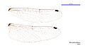 Micromidia atrifrons male wings (34928405091)