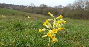 Mill Meadows - Butchers Field - Cowslip - 20160411