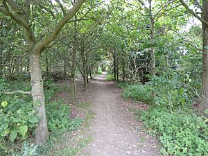 Millennium Wood, Ipswich 2
