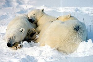 Mother cubs