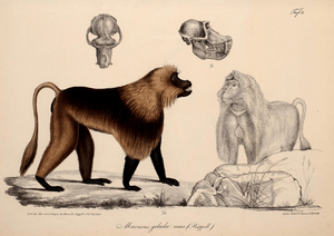 Neue Wirbelthiere zu der Fauna von Abyssinien gehörig (1835) Theropithecus gelada