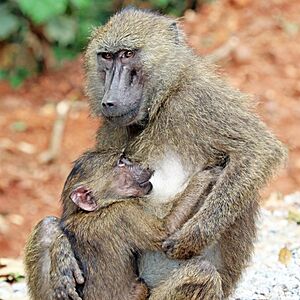 Olive baboon (Papio anubis) suckling, Semliki Wildlife Reserve