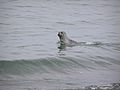 Oregon Coast Harbor Seal.jpg