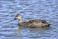 Pacific black duck (Anas superciliosa) male swimming Sydney