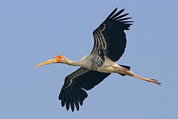 Painted stork (Mycteria Leucocephala) in flight