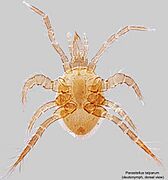 Parasitellus talparum dorsal