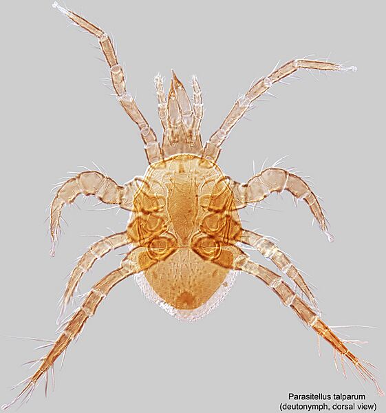 Parasitellus talparum dorsal