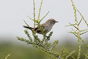 Patagonia Canastero (Pseudasthenes patagonica) (15774685157).jpg