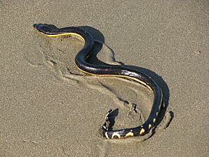 Yellow-bellied sea snake (Hydrophis platurus) on a beach in Costa Rica