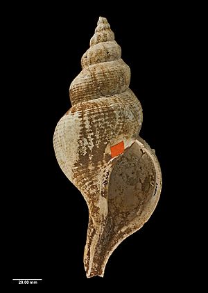 Penion chathamensis (Powell, 1938) (AM MA70077-1).jpg