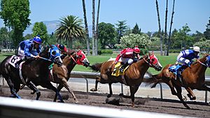 Photo Quarter Horse Racing