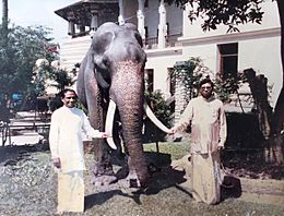 Photograph of Raja (elephant) with Hon.Ranasinghe Premadasa & Mr.Neranjan Wijeyeratne