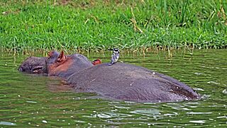 Pied kingfisher (Ceryle rudis rudis) on hippo