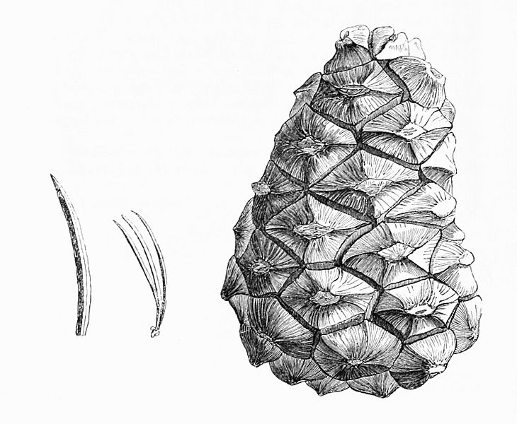 Pinus orizabensis illustration