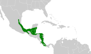 Pionus senilis map.svg