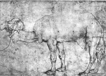 Pisanello, disegni, windsor 12815