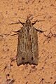 Planotortrix notophaea by Possums' End