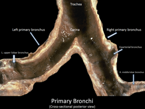 Primary bronchi cross-sectional posterior view