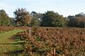 Puttenham Common - geograph.org.uk - 81617