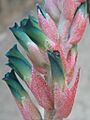 Puya tuberosa (JP-NS) 2