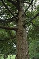 Quercus oglethorpensis (24056248982)