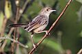 Rattling cisticola (Cisticola chiniana smithersi)