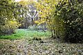 Raveley Wood 3