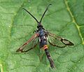 Red-belted Clearwing Synanthedon myopaeformis